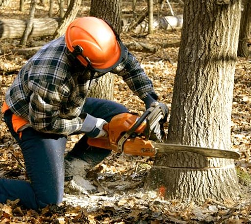 Tree Removal in Rexford, KS